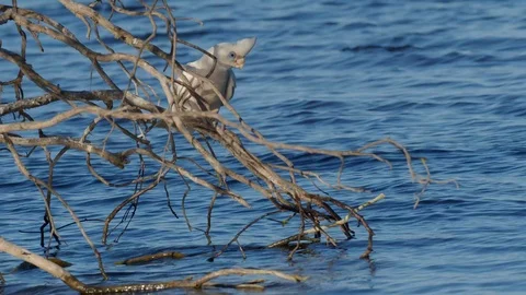 Little Corellas Drinking Stock Footage 120666281
