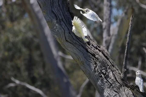 Little corellas fighting. Foto stock