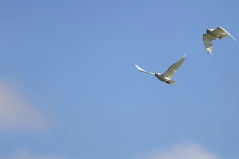 Little corellas in flight. 写真素材