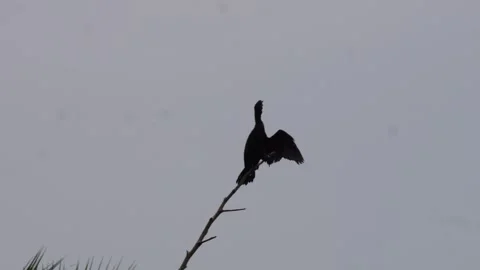 Little cormorant Stock Footage 344825101