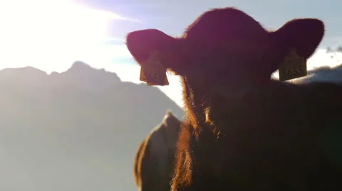 Little cow cup looking into camera in sunset moutains Stock Footage 56429668