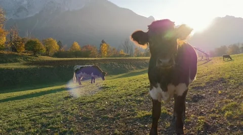 Little cow in sunset Stock Footage 56372190