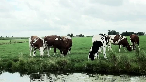 Little cows eating grass Stock Footage 82966744