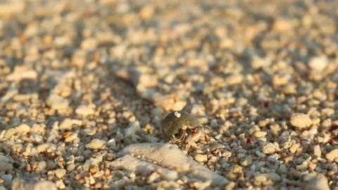 Little crab on the beach with white shells Stock Footage 72411111