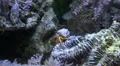 Little crab in a coral reef aquarium HD Footage