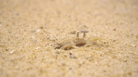 Little crab digs in the sandy beach of Sri Lanka near the Indian Ocean 動画素材 307414085