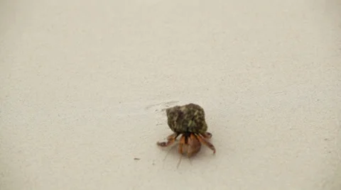 Little crab eremite creeps on sand on a beach Stock Footage 39018490