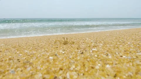 Little crab exploring the sandy beach in Sri Lanka coastal paradise Video stock 307413945