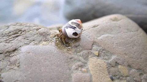 Little Crab Stock Footage 122191924