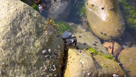 Little Crab Stock Footage 122192029