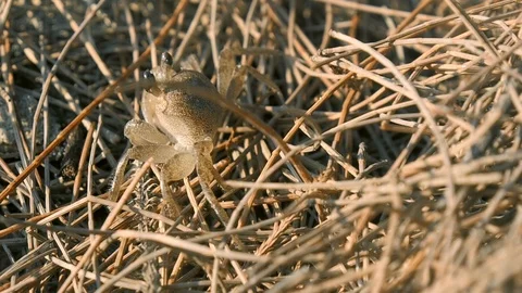 Little crab in the grass Video stock 90221893