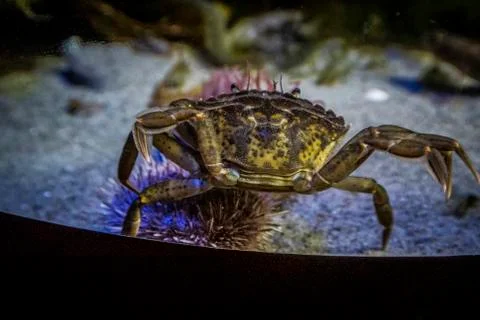 A little crab Stock Photos