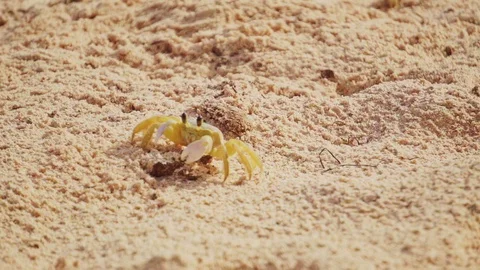 Little crab in the sand Stock Footage 102133398