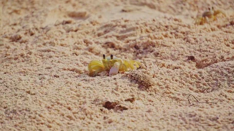 Little crab in the sand Stock Footage 102134071