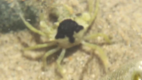 Little crab in a sandy rock pool waiting for the tide to come back in Stock Footage 72547660