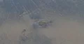 Little crab walking on low tide water beach mud 4k or 4k+ Resolution
