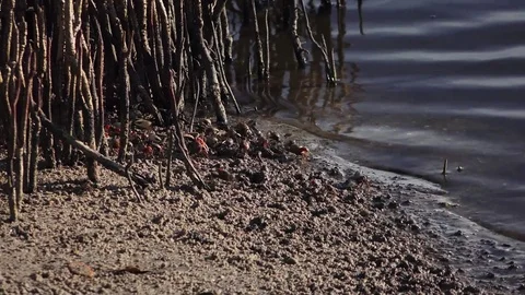 Little Crabs 動画素材 77410396