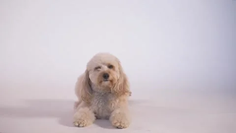 Little cream cockapoo puppy sitting on white floor. Stock Footage 335711293