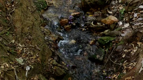 Little Creek Video stock 138537694