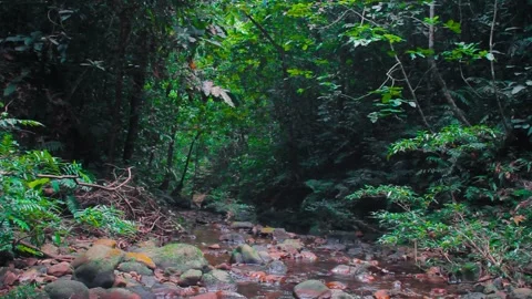 The Little Creek 스톡 동영상 313589812
