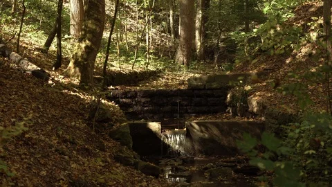 Little creek in forest Stock Footage 100200868