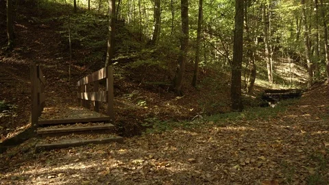 Little creek in forest Stock Footage 100202464