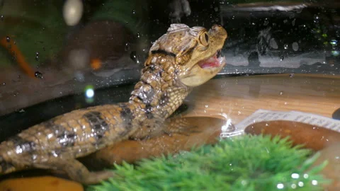 The little crocodile eats Stock Footage 89662704