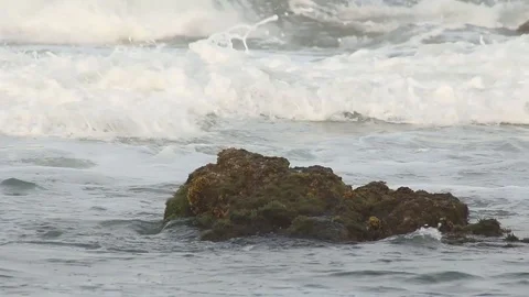 Little crow playing around the waves Stock-Footage 97924475