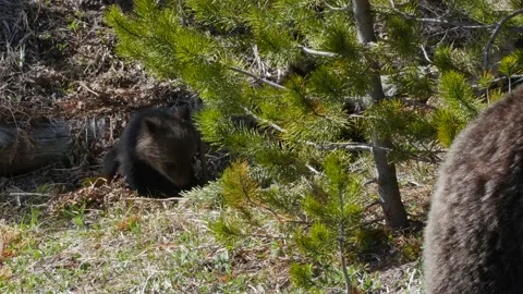 Little Cub Eating Stock Footage 176558790