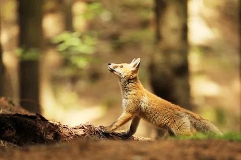 Little cube of red fox looking up - Vulpes vulpes Stock Photos