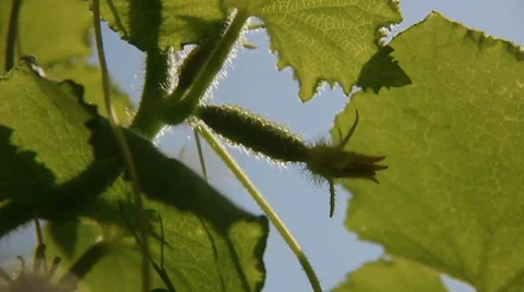 Little cucumber blooming Stock Footage 8650355