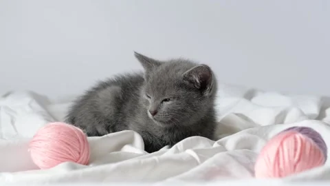 Little curious grey kitten sitting over white blanket looking at camera, nearly Stock Footage 201772805