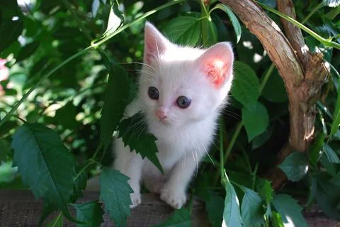 Little curious kitten Stock Photos