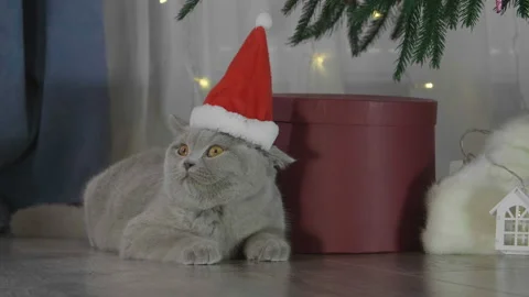 Little curious kitty in red Santa Claus hat among spruce branches 库存影片 165950053