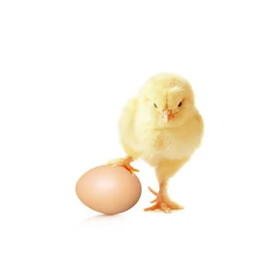 Little cute baby chick for easter. Yellow newborn baby chick. Stock Photos