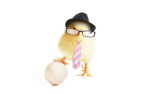 Little cute baby chick for easter. Yellow newborn baby chick. Stock Photos