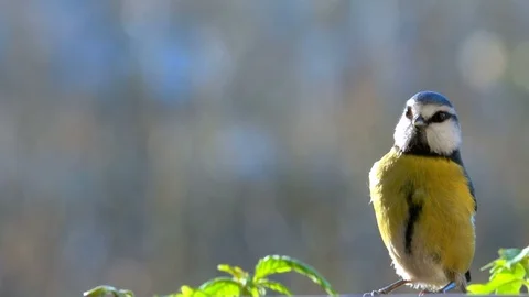 Little cute bird blue tit landing Stock Footage