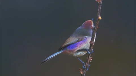 Little cute bird perched Stock-Footage 335662000