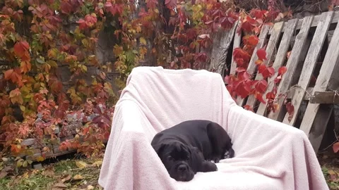 Little cute black Cane Corso puppy is napping in a chair Stock Footage 167884897