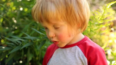 Little cute blonde boy gathering berries in summer sunny garden with beautiful s Vidéo 118160053