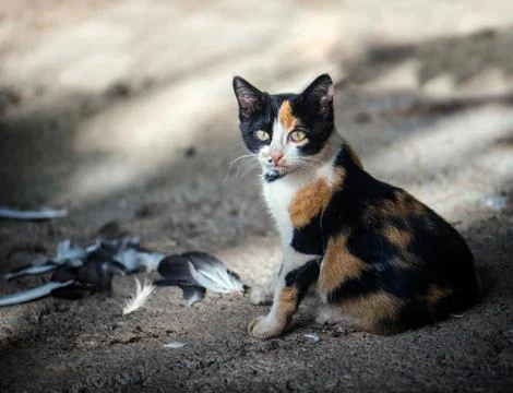 Little cute cat Stock Photos