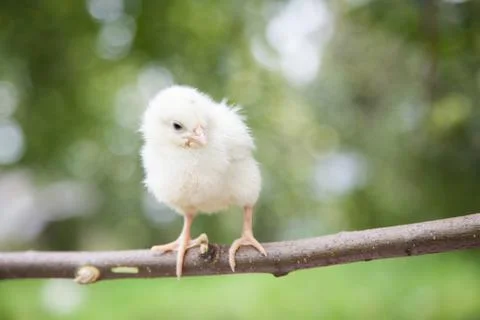 Little cute chick Stock Photos