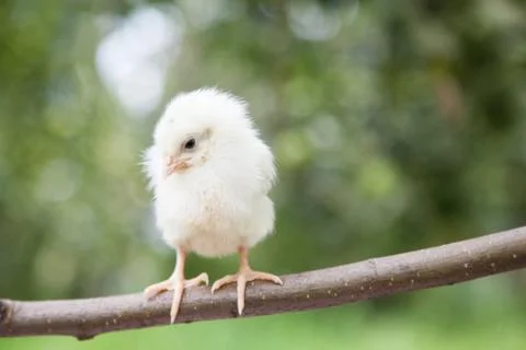 Little cute chick Stock Photos