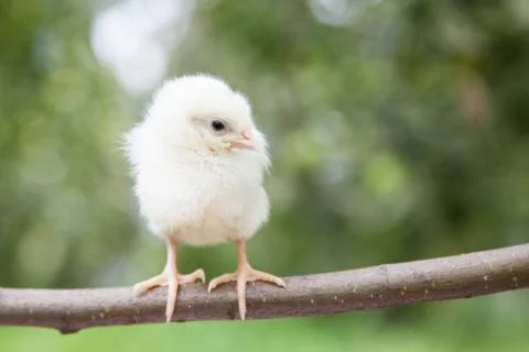 Little cute chick Stock Photos