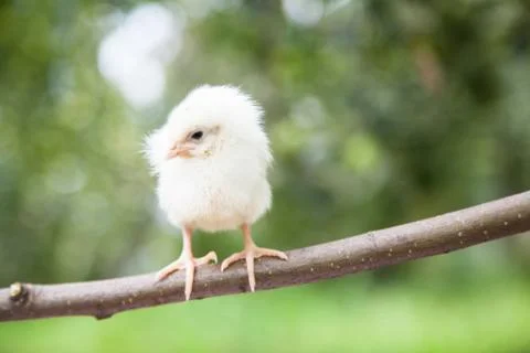 Little cute chick Stock Photos