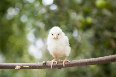 Little cute chick Stock Photos