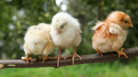 Little cute chicks on the perch Video stock 69084101