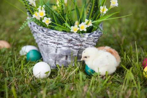 Little cute chicks Stock Photos