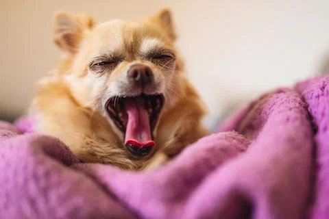 Little cute chihuahua yawns on a purple blanket. Front view. Stock Photos