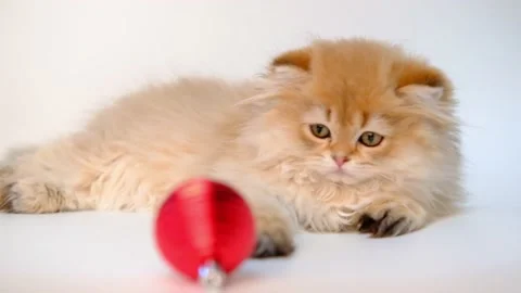 Little cute funny ginger kitty plays with Christmas decoration red ball. Funny Stock Footage 220309330
